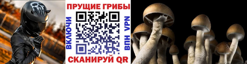 Галлюциногенные грибы Cubensis Семикаракорск
